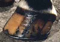 The hoof of a real horse